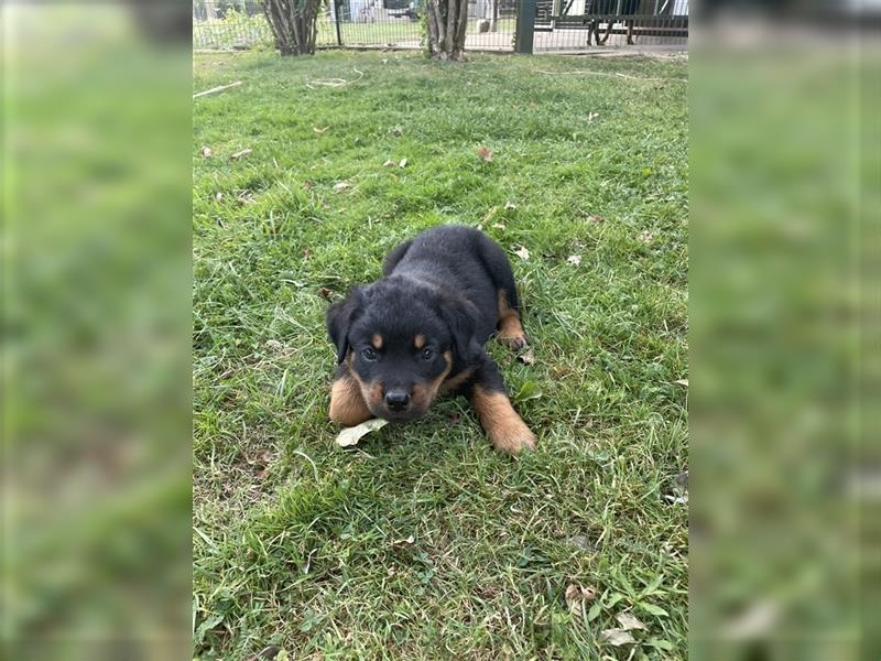 Rottweilerwelpen