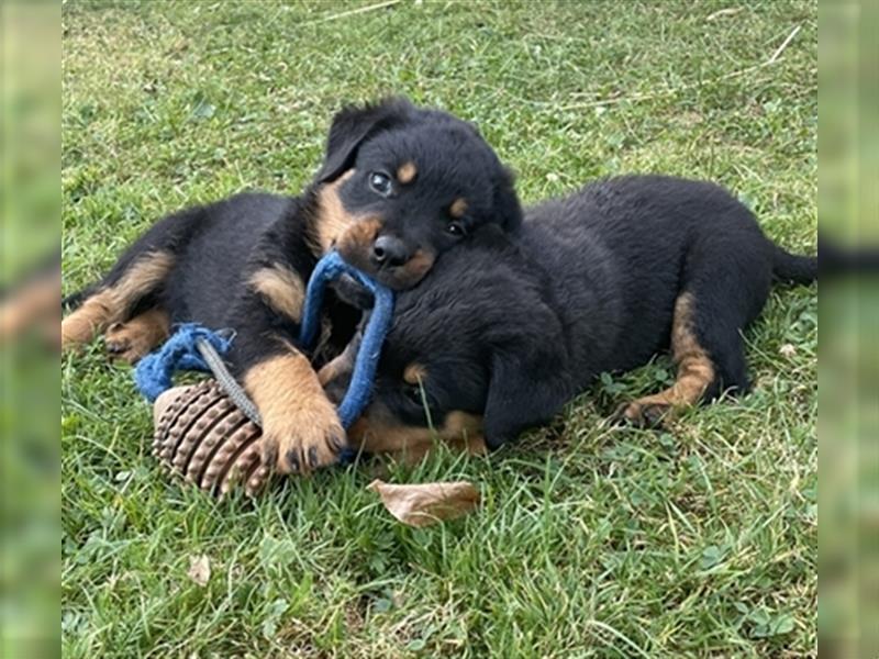 Rottweilerwelpen