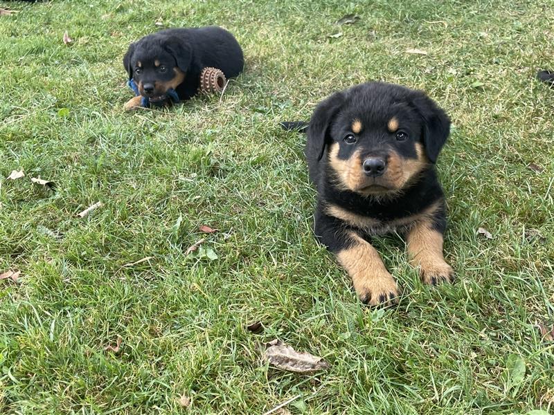 Rottweilerwelpen