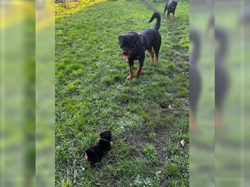 Rottweiler Welpen