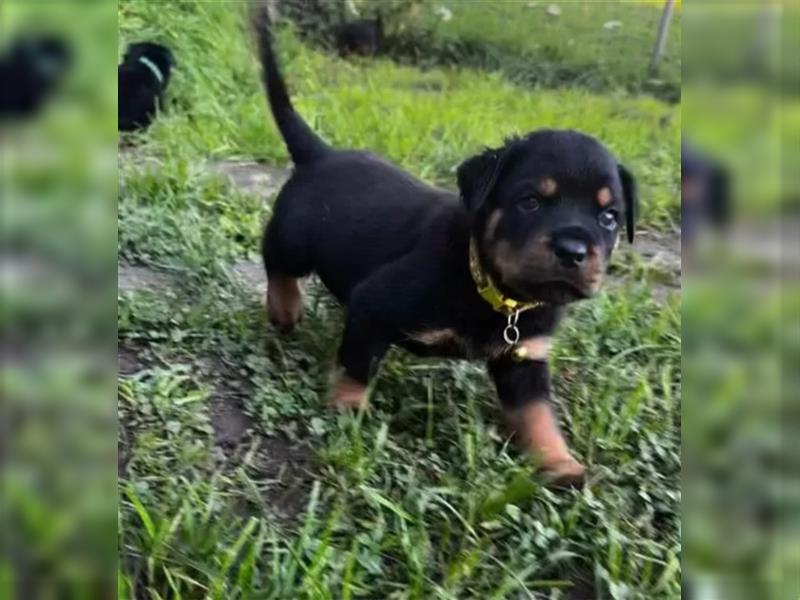 Rottweiler Welpen