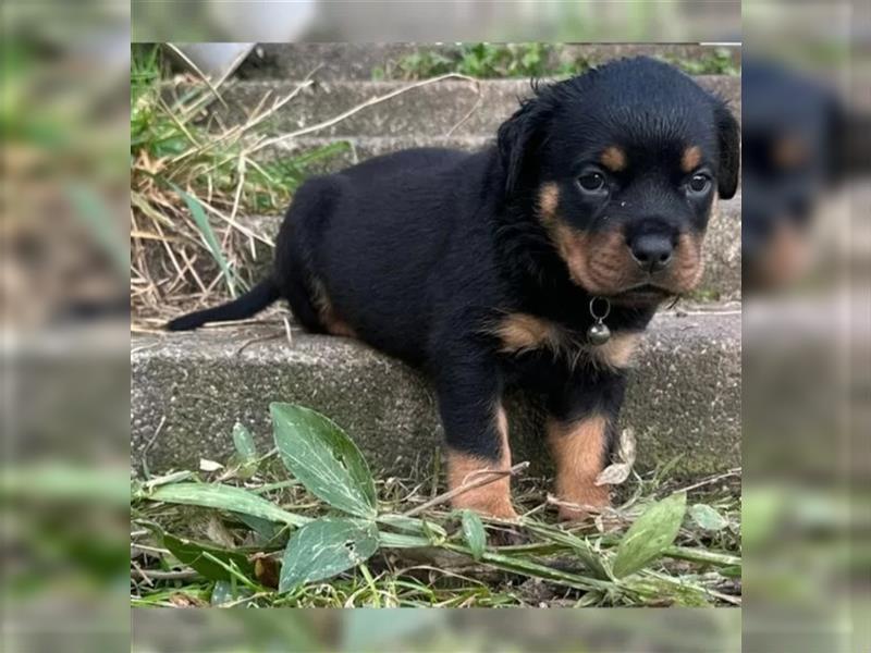 Rottweiler Welpen