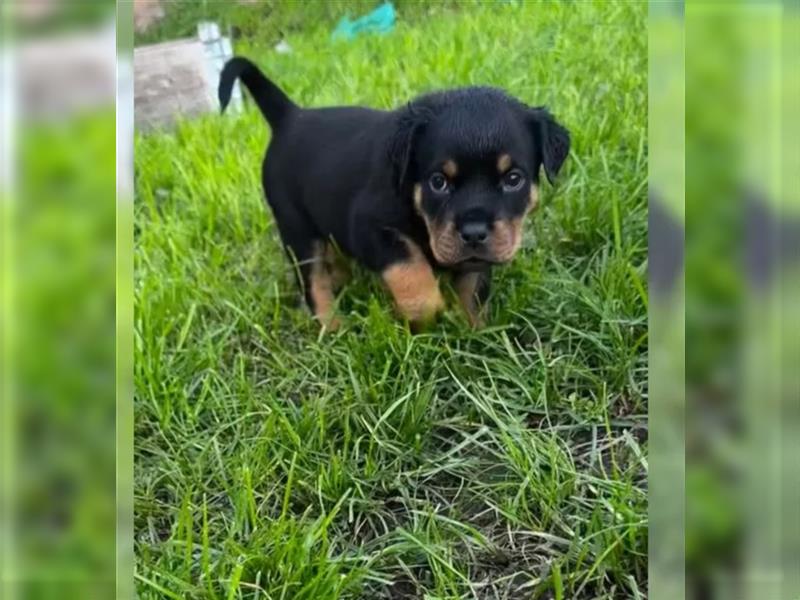 Rottweiler Welpen