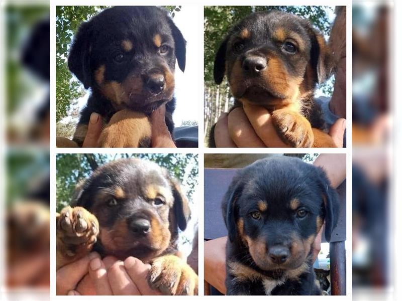 3 Süsse Rottweiler-Mixe , knuffig und liebevoll suchen Zuhause