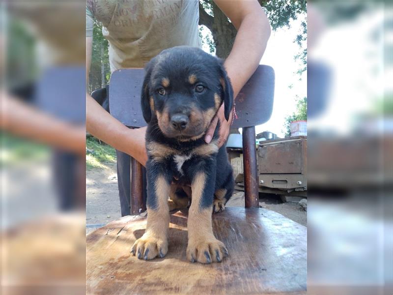 3 Süsse Rottweiler-Mixe , knuffig und liebevoll suchen Zuhause