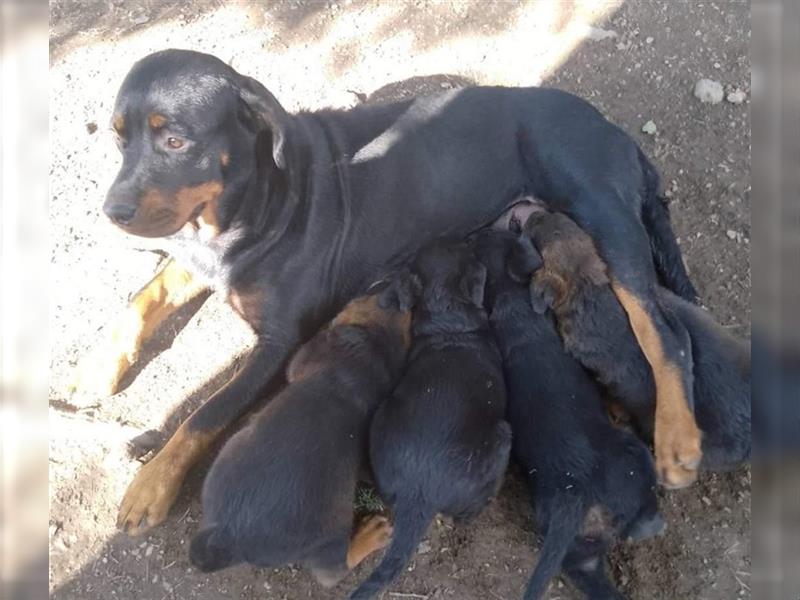 3 Süsse Rottweiler-Mixe , knuffig und liebevoll suchen Zuhause