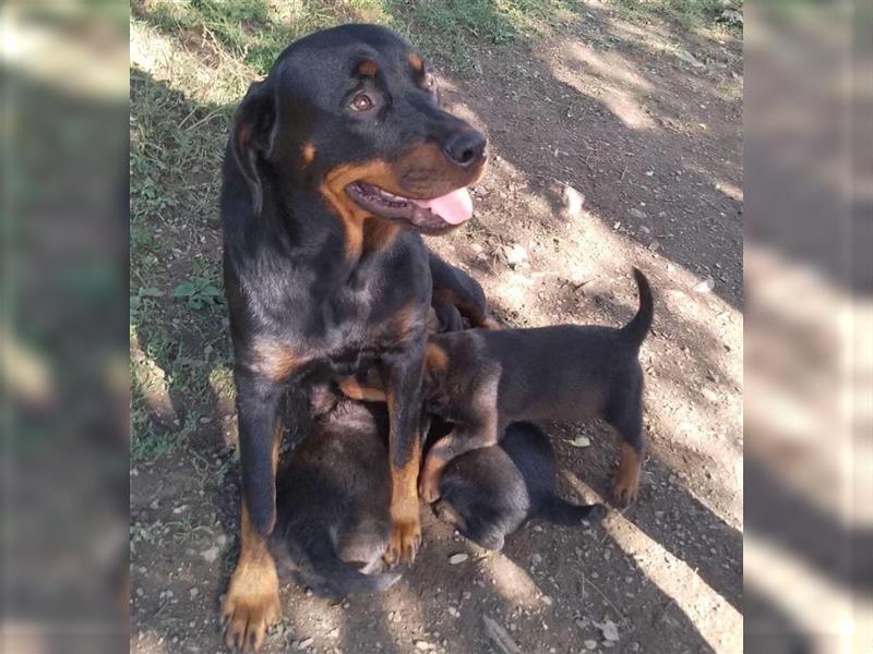 3 Süsse Rottweiler-Mixe , knuffig und liebevoll suchen Zuhause