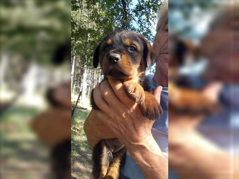 3 Süsse Rottweiler-Mixe , knuffig und liebevoll suchen Zuhause