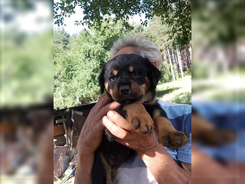 3 Süsse Rottweiler-Mixe , knuffig und liebevoll suchen Zuhause