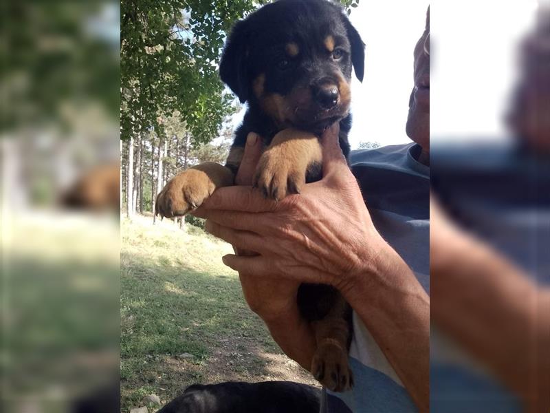 3 Süsse Rottweiler-Mixe , knuffig und liebevoll suchen Zuhause