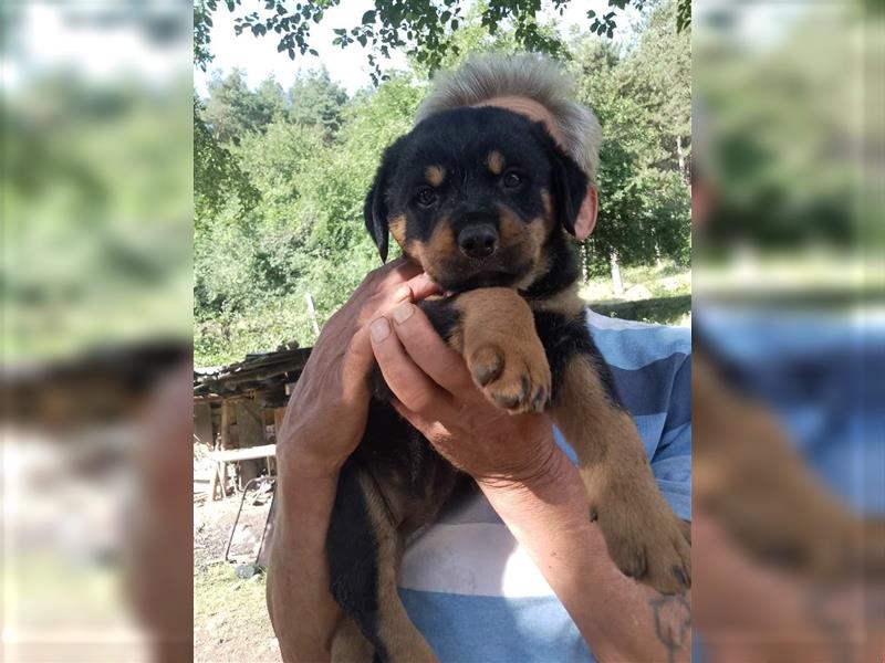 3 Süsse Rottweiler-Mixe , knuffig und liebevoll suchen Zuhause