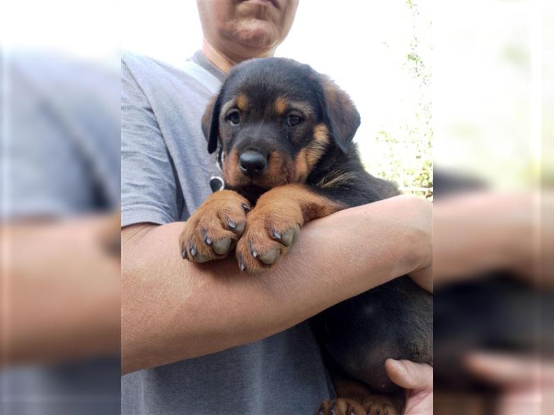 3 Süsse Rottweiler-Mixe , knuffig und liebevoll suchen Zuhause