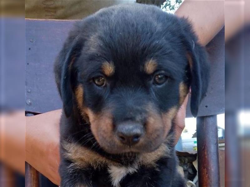 3 Süsse Rottweiler-Mixe , knuffig und liebevoll suchen Zuhause