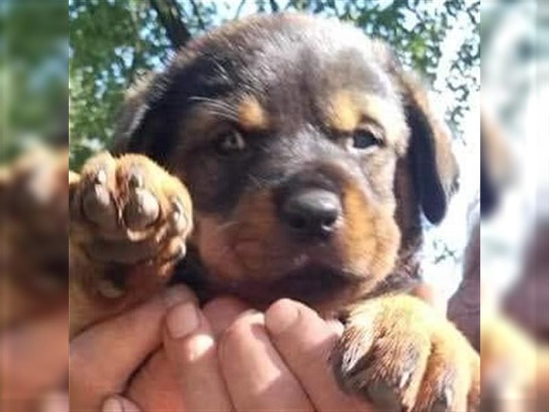 3 Süsse Rottweiler-Mixe , knuffig und liebevoll suchen Zuhause