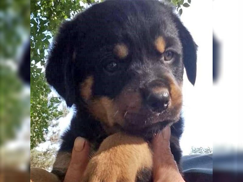 3 Süsse Rottweiler-Mixe , knuffig und liebevoll suchen Zuhause