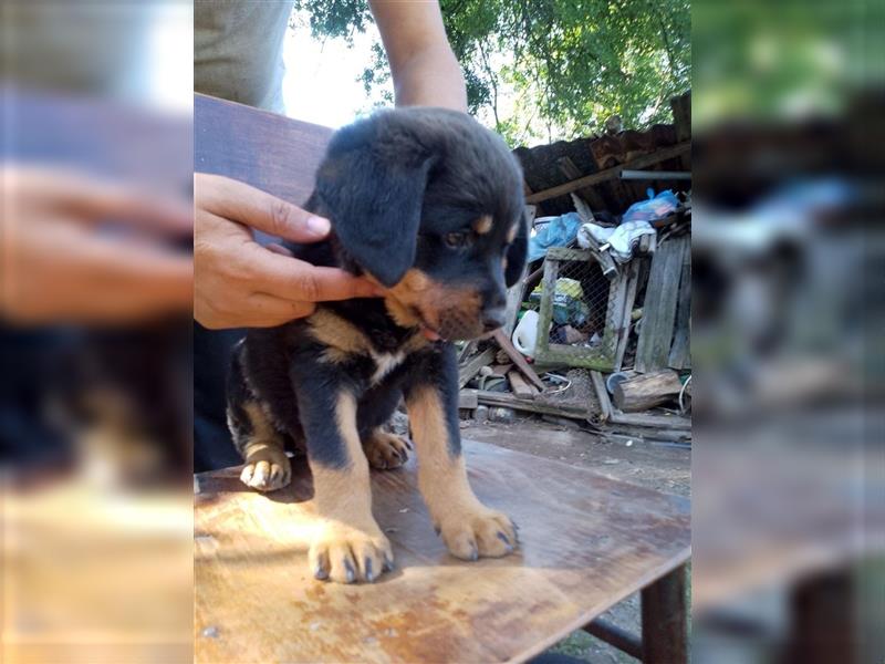 3 Süsse Rottweiler-Mixe , knuffig und liebevoll suchen Zuhause