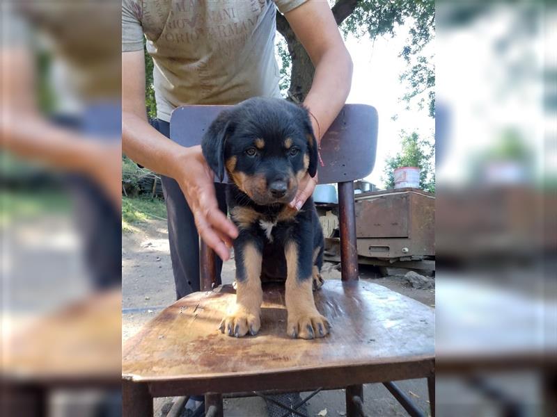 3 Süsse Rottweiler-Mixe , knuffig und liebevoll suchen Zuhause