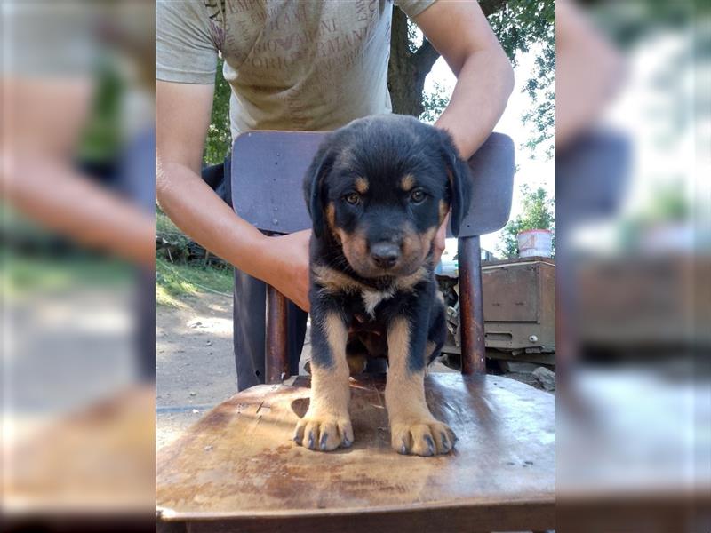 3 Süsse Rottweiler-Mixe , knuffig und liebevoll suchen Zuhause