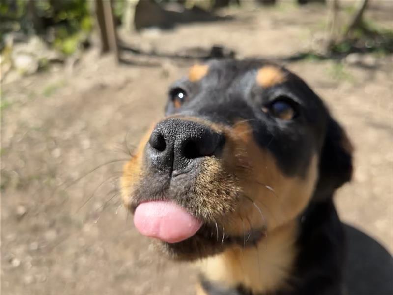 MIA - kleines Rottweiler-Mix Mädl