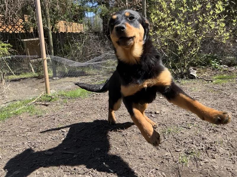 MIA - kleines Rottweiler-Mix Mädl