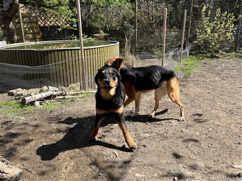 MIA - kleines Rottweiler-Mix Mädl