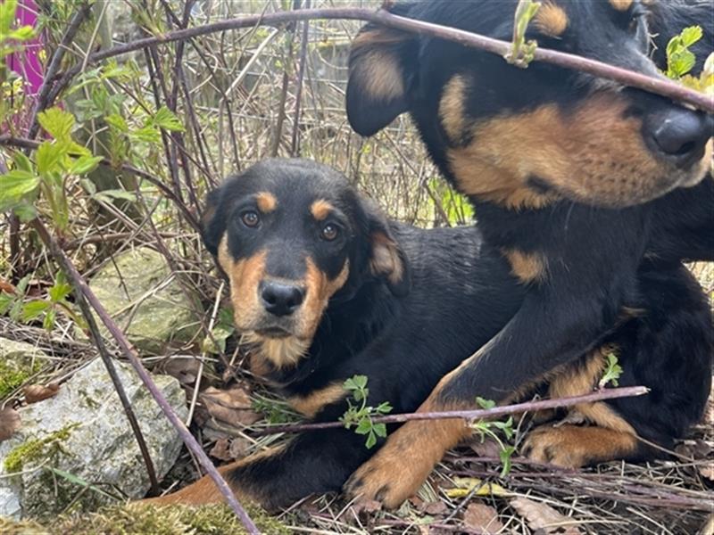 MIA - kleines Rottweiler-Mix Mädl