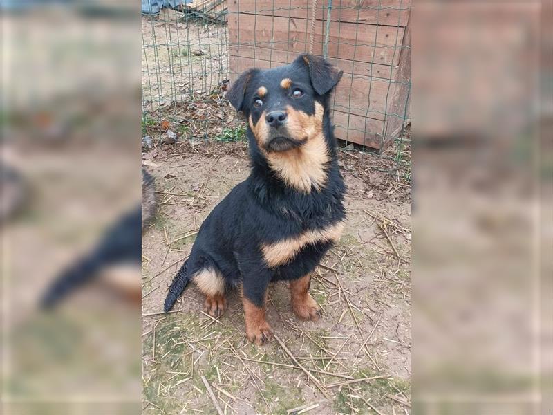 MIA - kleines Rottweiler-Mix Mädl