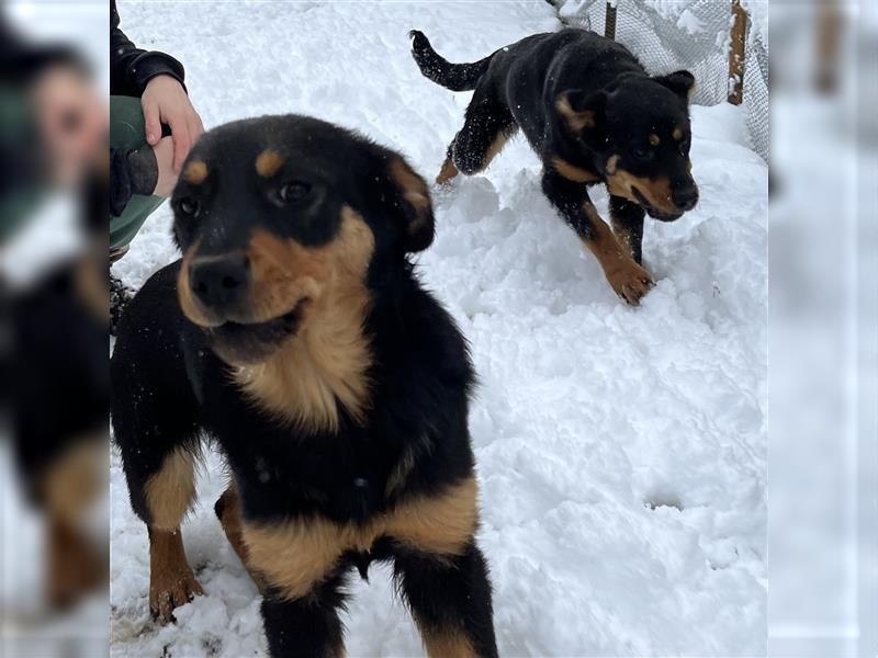 MIA - kleines Rottweiler-Mix Mädl