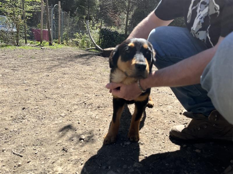 MIA - kleines Rottweiler-Mix Mädl