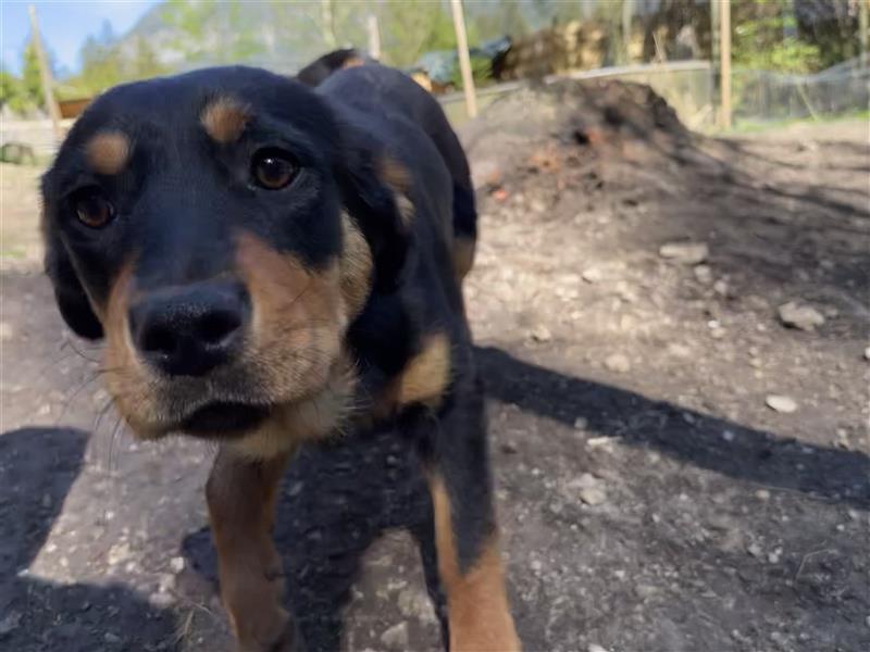 MIA - kleines Rottweiler-Mix Mädl