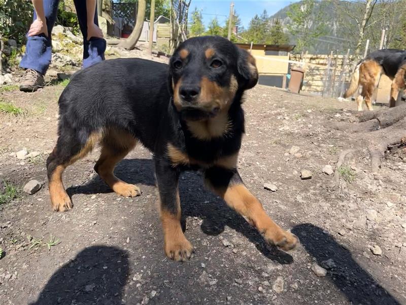 MIA - kleines Rottweiler-Mix Mädl