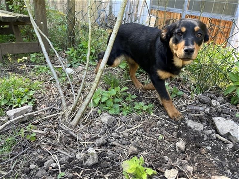 MIA - kleines Rottweiler-Mix Mädl