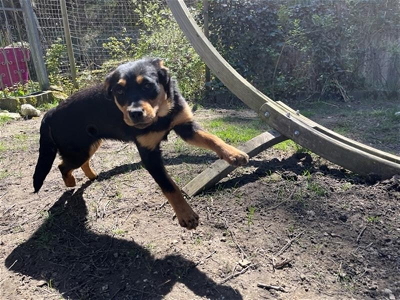 MIA - kleines Rottweiler-Mix Mädl