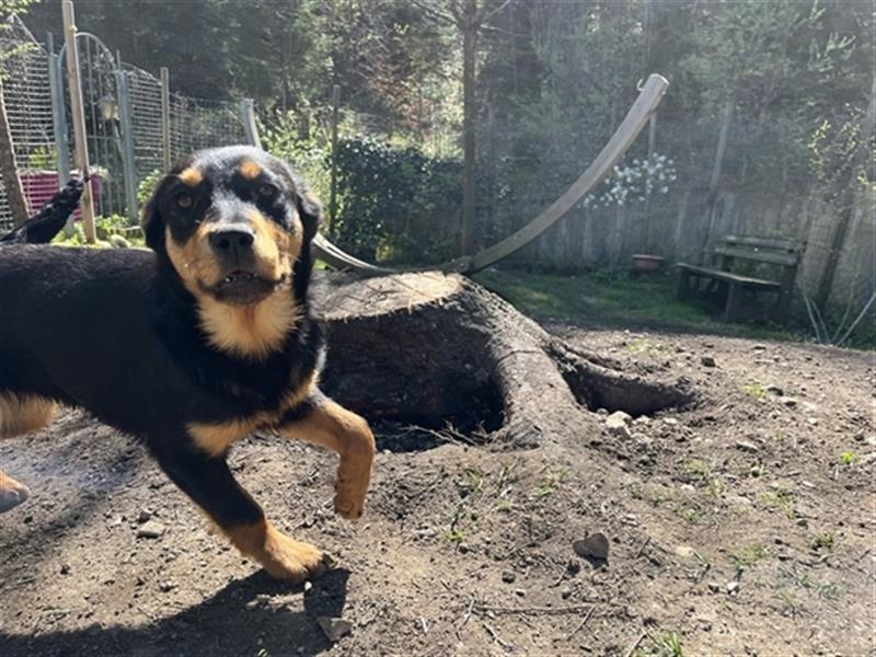 MIA - kleines Rottweiler-Mix Mädl