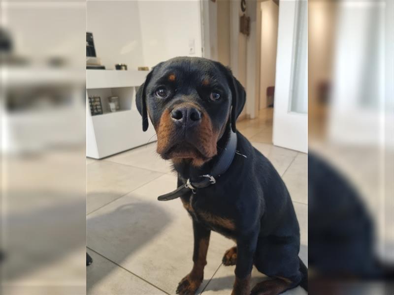 siebeneinhalb Monate alte Rottweiler Hündin