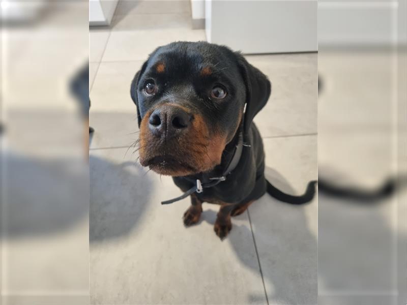 siebeneinhalb Monate alte Rottweiler Hündin