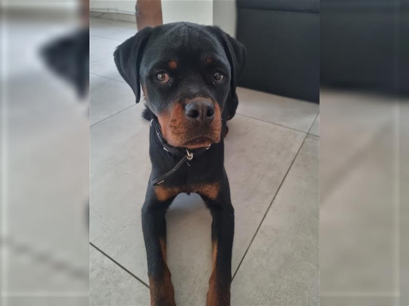 siebeneinhalb Monate alte Rottweiler Hündin