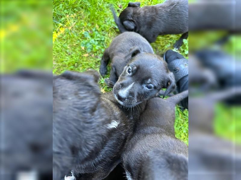 Wunderschöne Rottbulls abzugeben