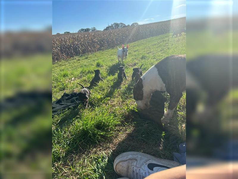 Wunderschöne Rottbulls abzugeben