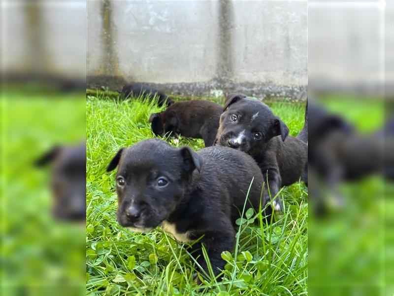 Wunderschöne Rottbulls abzugeben