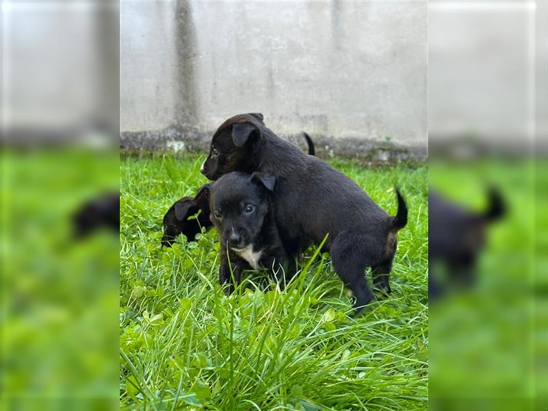 Wunderschöne Rottbulls abzugeben