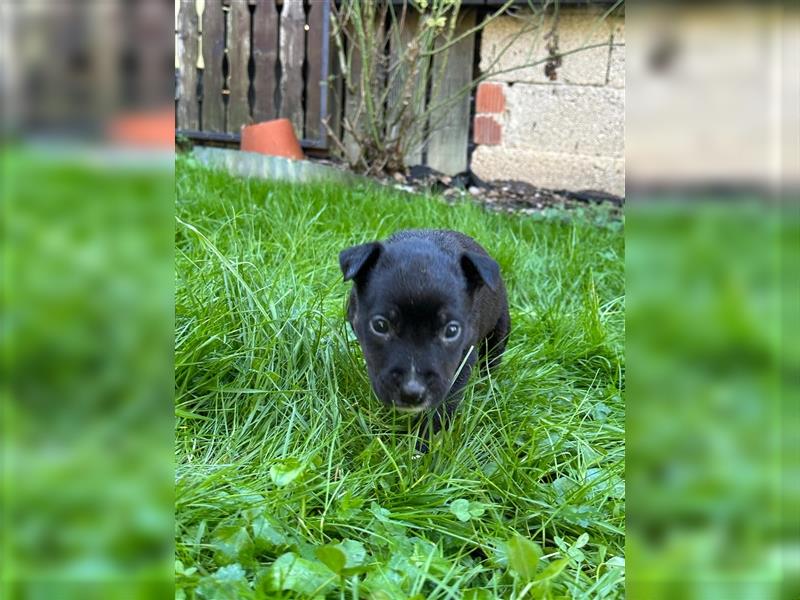 Wunderschöne Rottbulls abzugeben