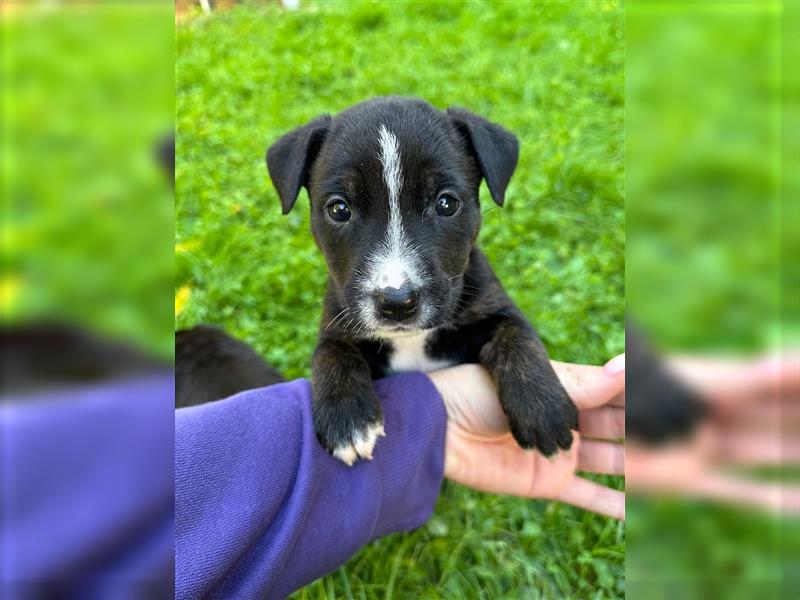 Wunderschöne Rottbulls abzugeben