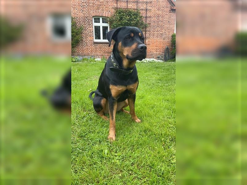 Rottweiler Mischling