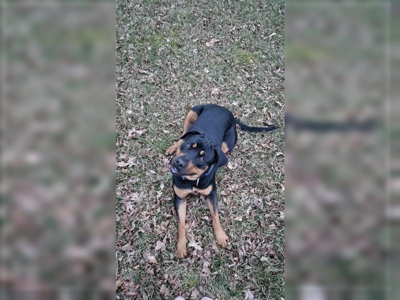 Rottweiler Mischling