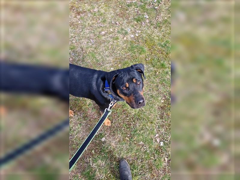 Rottweiler Mischling