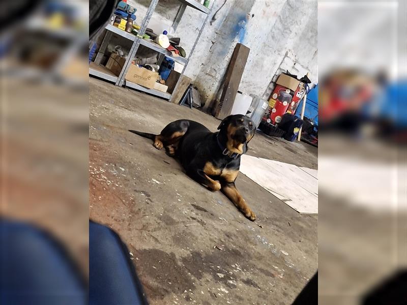 Rottweiler Mischling