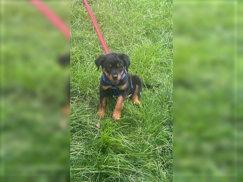 Rottweiler Hündin Welpe