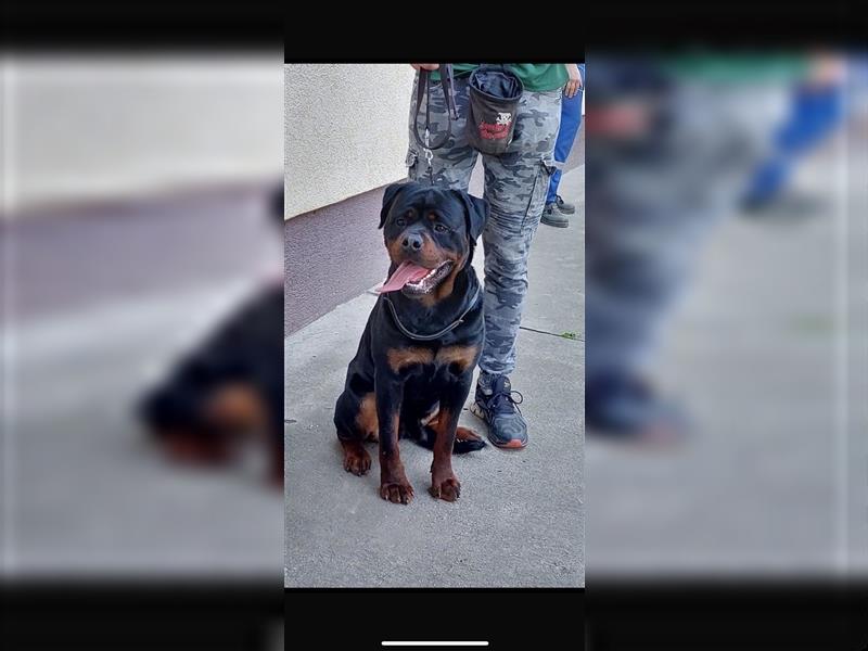 Rottweiler Hündin Welpe