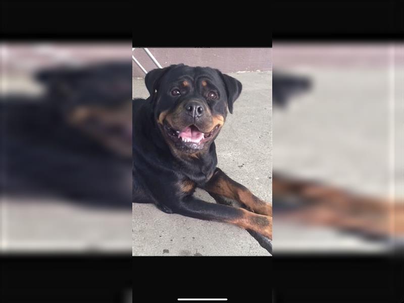 Rottweiler Hündin Welpe